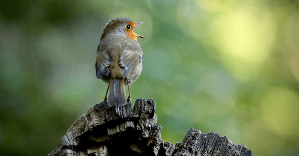 Photo of a robin