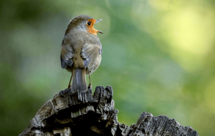 Photo of a robin