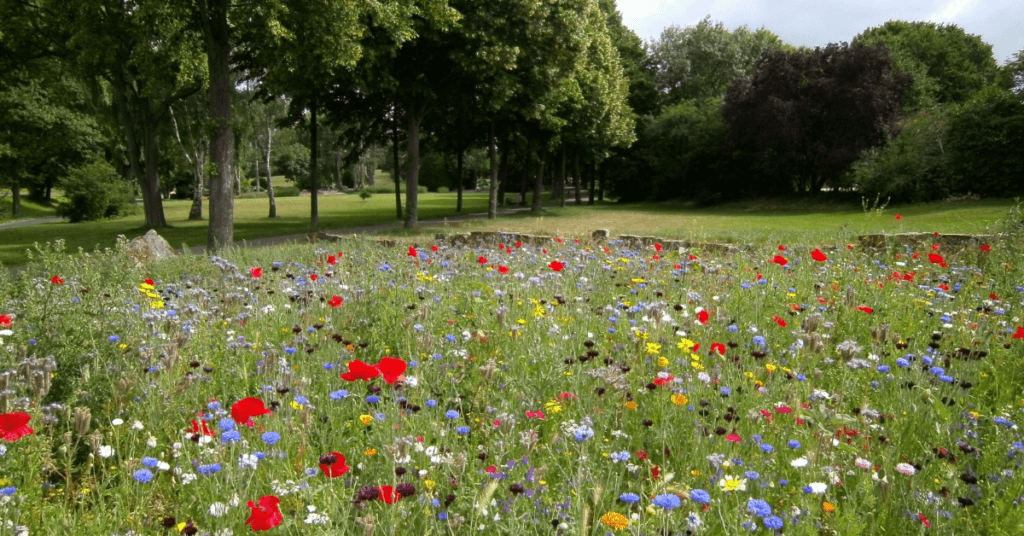 Photo of Greenspace Memory meadow