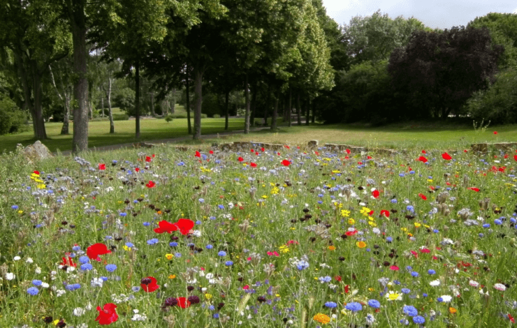 Photo of Greenspace Memory meadow