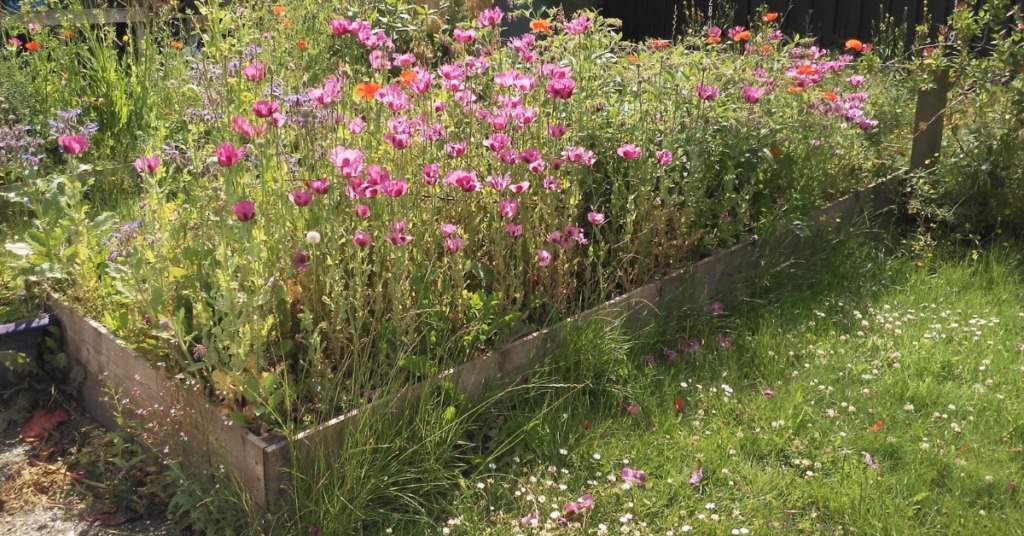 A wildflower meadow supporting biodiversity