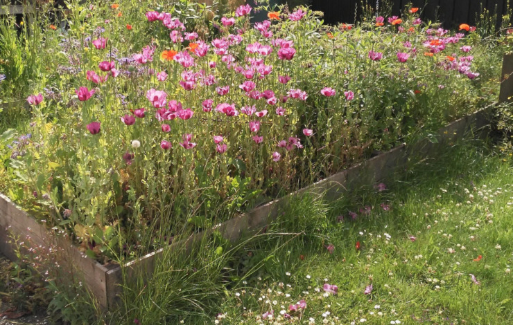 A wildflower meadow supporting biodiversity