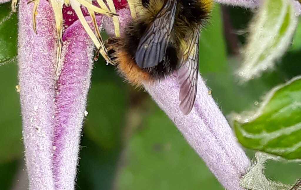 bee on a flower