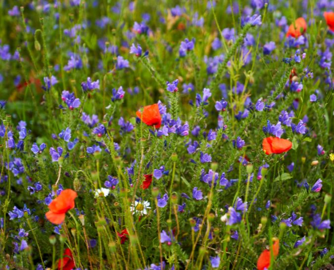 Red and purple wildflowers in a field.